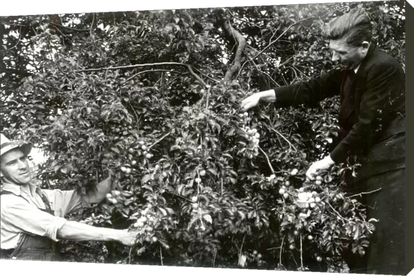 Picking Plums - July 1940