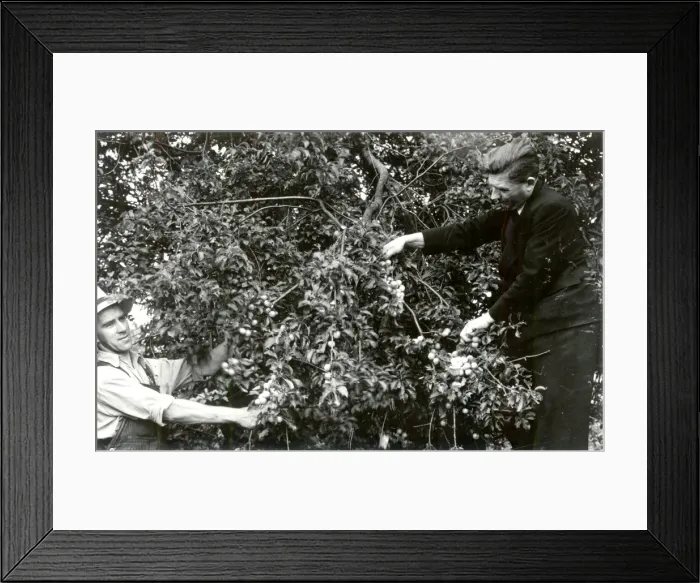 Framed Print : Picking Plums - July 1940 Framed Print : Picking Plums - July 1940