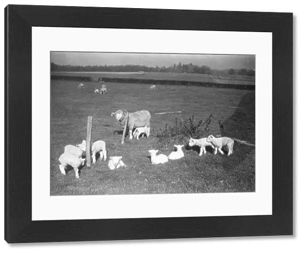 Lambs at Woolbeding - 1940