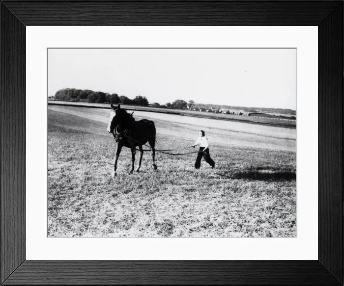Framed Print : Breaking in a horse - June 1941 Framed Print : Breaking in a horse - June 1941