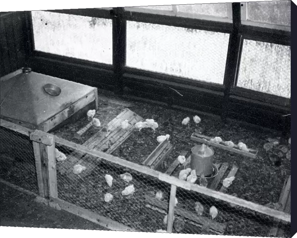 Poultry at Harlands Farm - about 1941