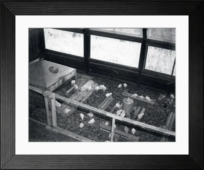Framed Print : Poultry at Harlands Farm - about 1941 Framed Print : Poultry at Harlands Farm - about 1941