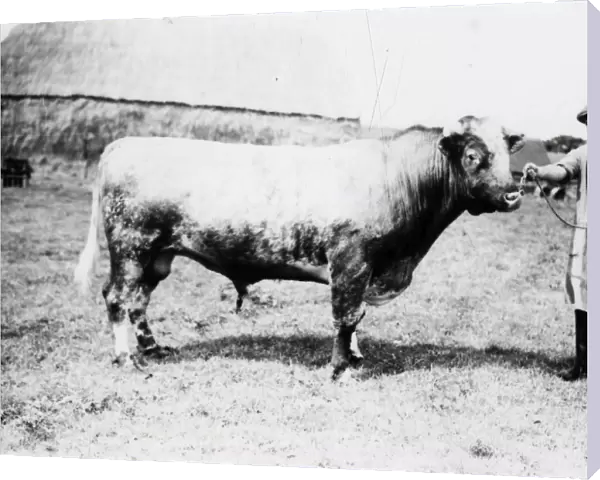 Bull at South Farm - August 1941