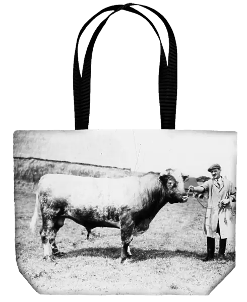 Bull at South Farm - August 1941