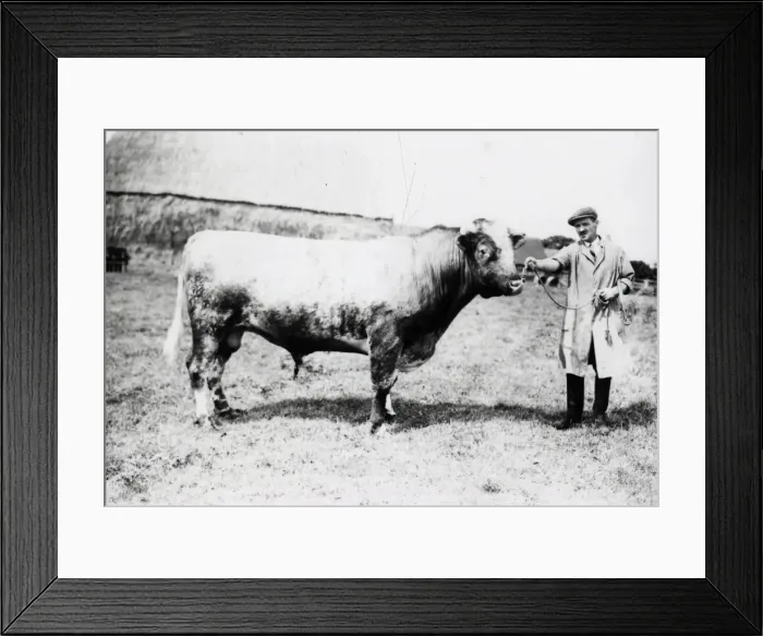 Framed Print : Bull at South Farm - August 1941 Framed Print : Bull at South Farm - August 1941