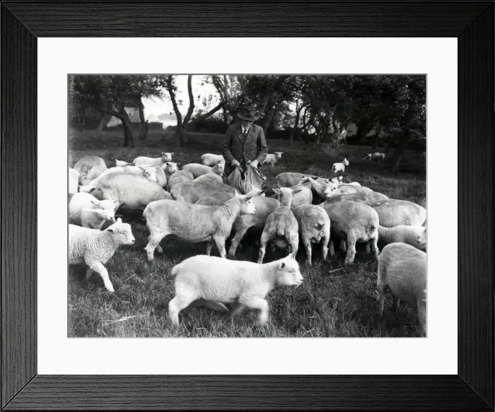 Framed Print : Feeding the sheep - July 1944 Framed Print : Feeding the sheep - July 1944