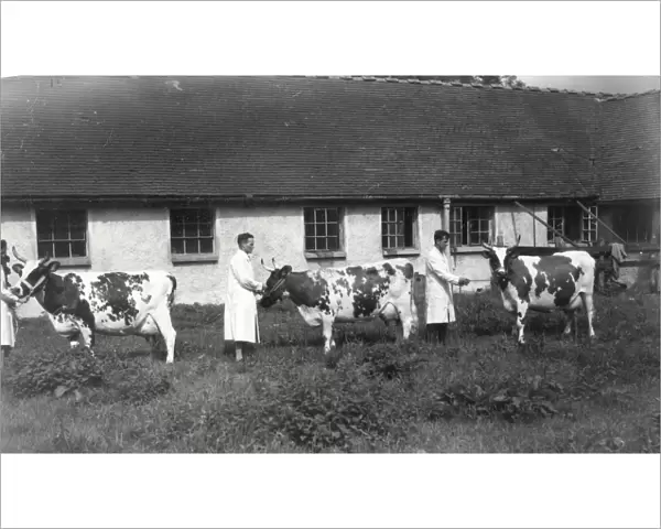 Cows at Elstead Manor Farms - August 1944