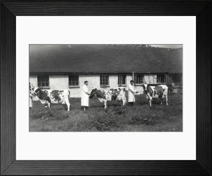 Framed Print : Cows at Elstead Manor Farms - August 1944 Framed Print : Cows at Elstead Manor Farms - August 1944