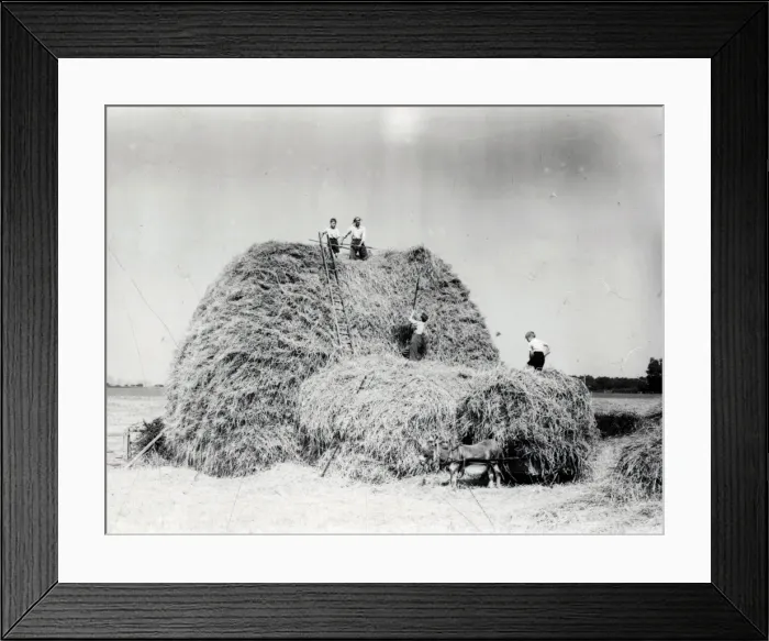 Framed Print : Harvest Helpers - September 1944 Framed Print : Harvest Helpers - September 1944