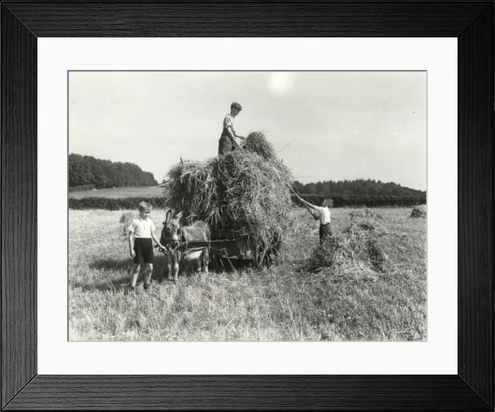 Framed Print : Harvest Helpers - September 1944 Framed Print : Harvest Helpers - September 1944
