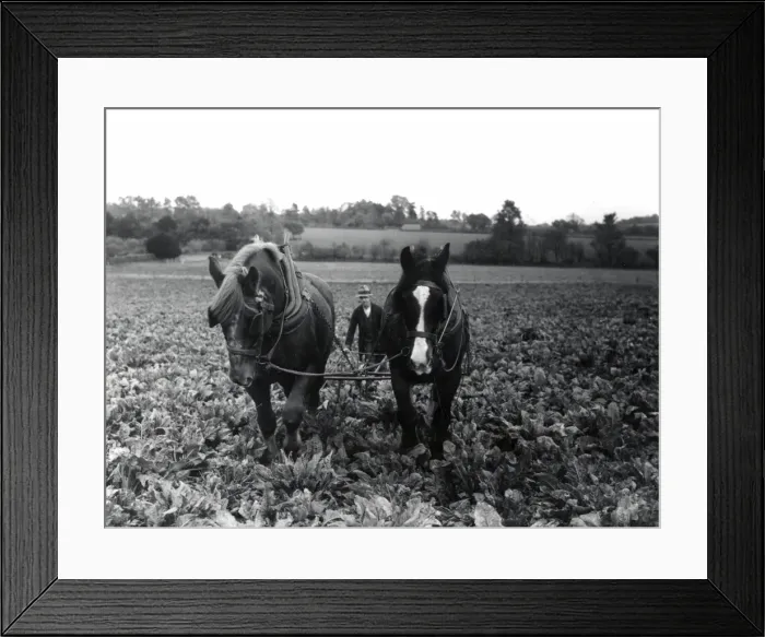 Framed Print : Sugar Beet Lifting - about 1944