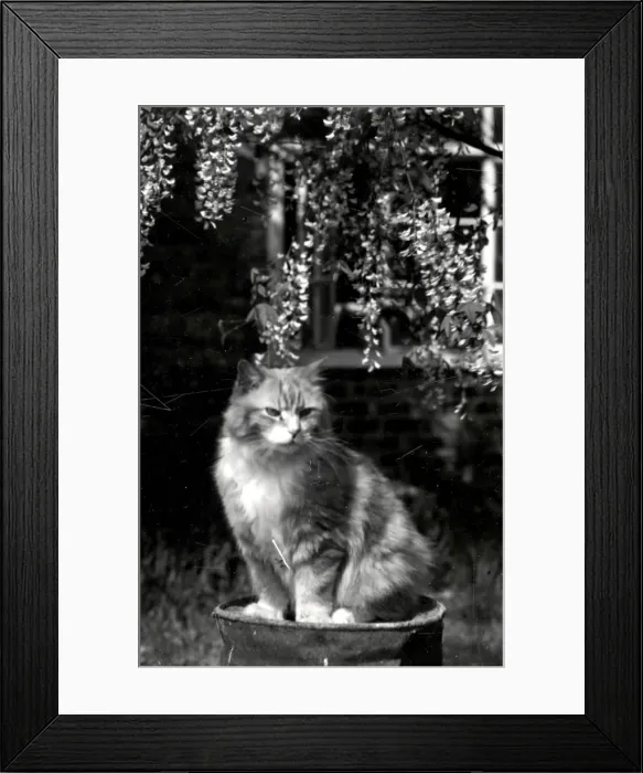 Framed Print : Tiddles - 30 April 1945 Framed Print : Tiddles - 30 April 1945