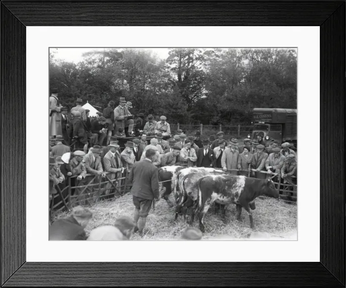 Framed Print : Cattle at Loxwood Fair - 3 May 1945 Framed Print : Cattle at Loxwood Fair - 3 May 1945