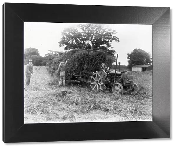 Pea Harvesting, Trawlers Farm, Shipley - 7 August 1945