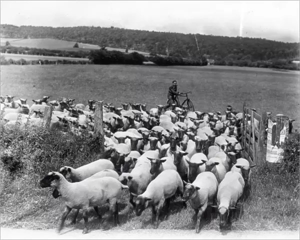 Moving the sheep - July 1945