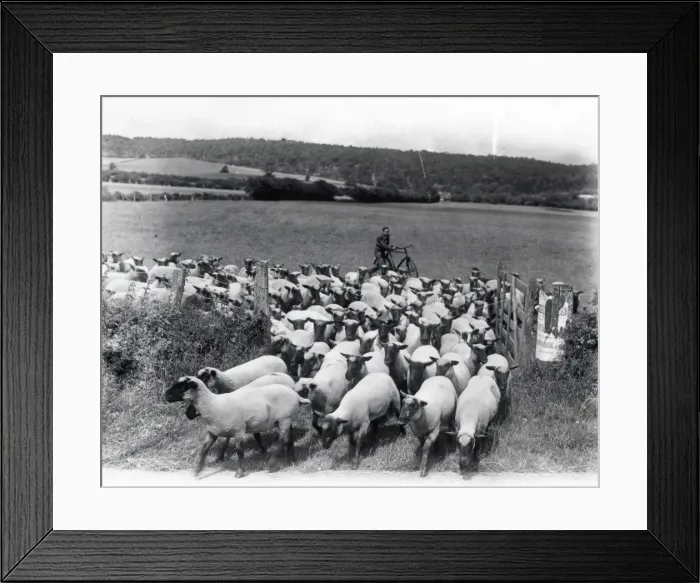 Framed Print : Moving the sheep - July 1945 Framed Print : Moving the sheep - July 1945