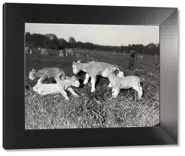Dorset Horn Lambs, Langdale - 1945