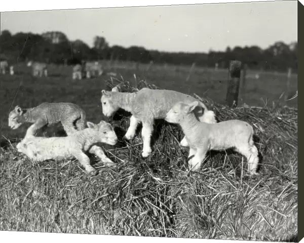 Dorset Horn Lambs, Langdale - 1945