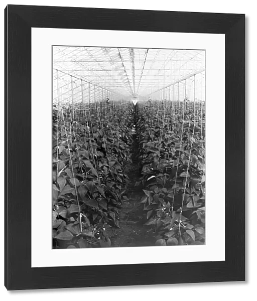 Beans growing under glass - 25 March 1946
