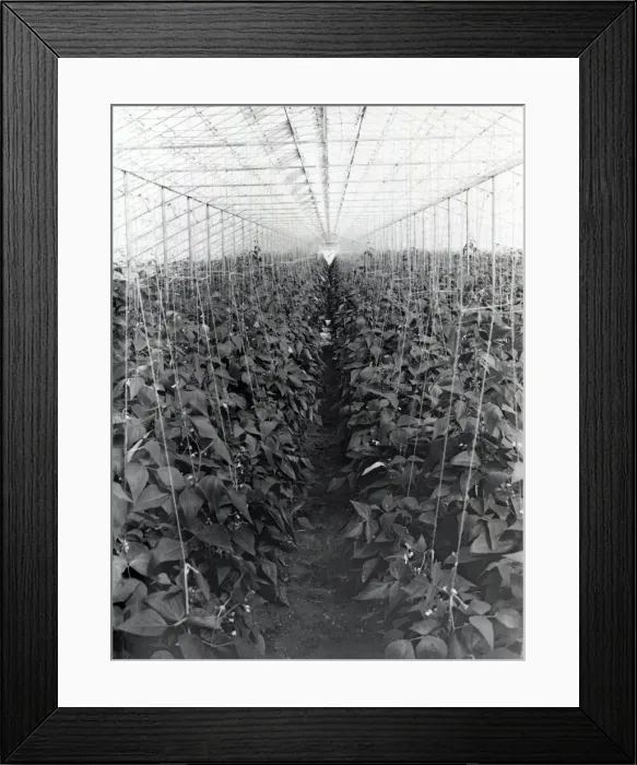 Framed Print : Beans growing under glass - 25 March 1946