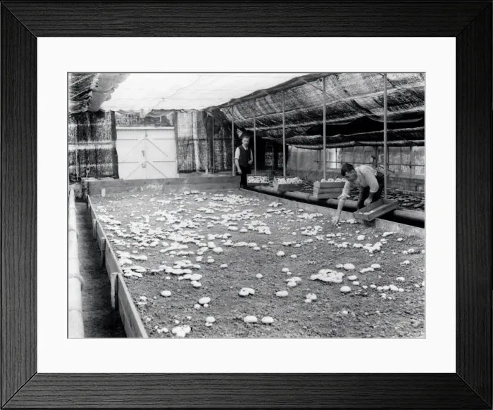 Framed Print : Mushroom Growing - 1946 Framed Print : Mushroom Growing - 1946