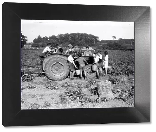 Potato Picking - July 1946