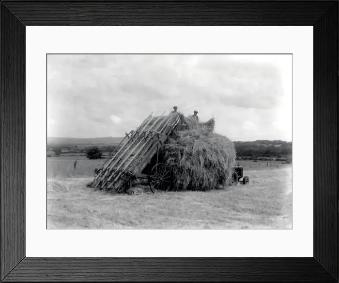 Framed Print : Haymaking at Fittleworth - June 1946