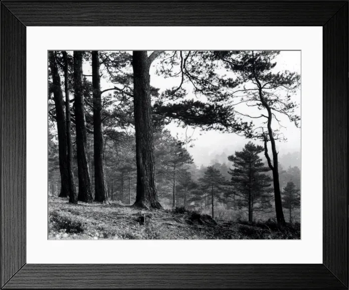 Framed Print : Midhurst Common - October 1946