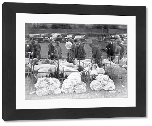 Sheep and their fleece - 24 May 1947
