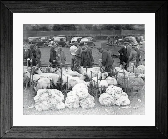 Framed Print : Sheep and their fleece - 24 May 1947 Framed Print : Sheep and their fleece - 24 May 1947