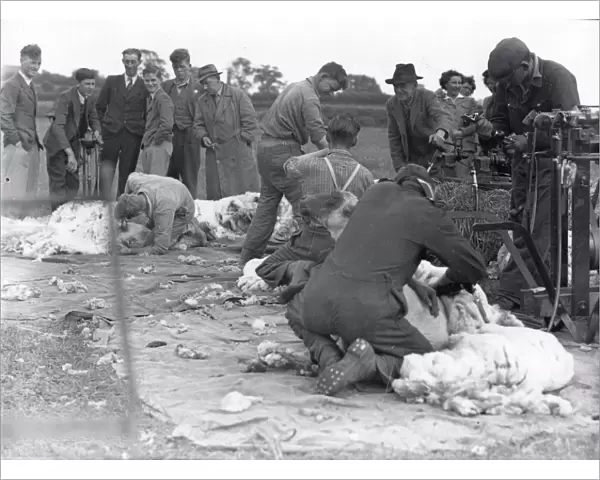Sheep Shearers - 24 May 1947