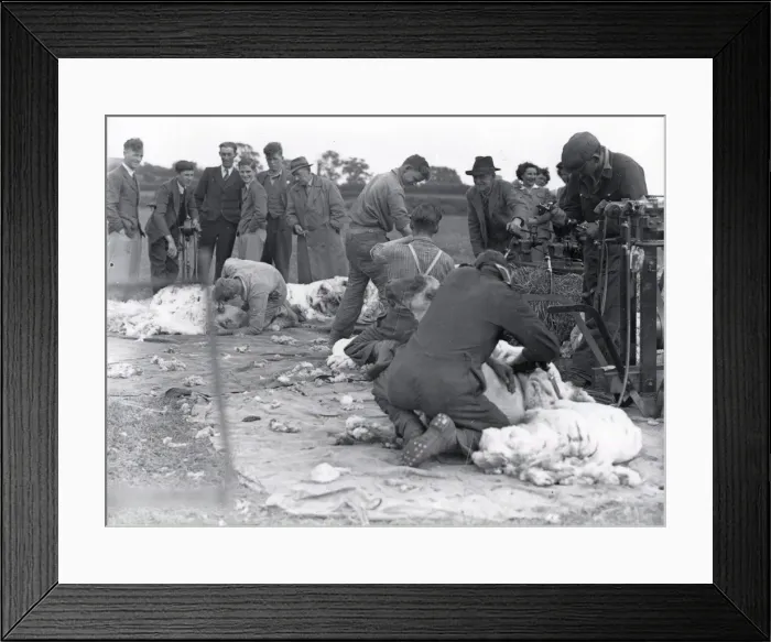 Framed Print : Sheep Shearers - 24 May 1947 Framed Print : Sheep Shearers - 24 May 1947
