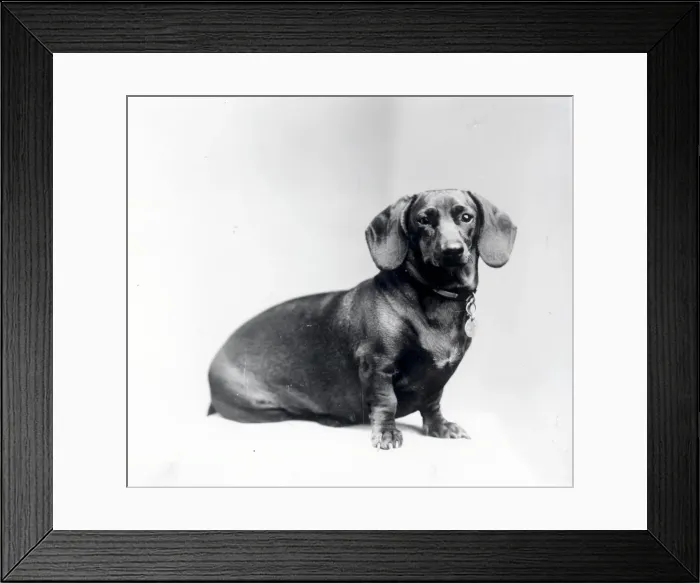 Framed Print : Who are you calling a Sausage Dog? - about 1947 Framed Print : Who are you calling a Sausage Dog? - about 1947