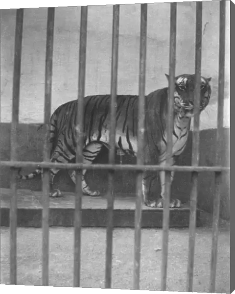 RSR 2  /  6th Battalion, Tiger in Mysore Zoo