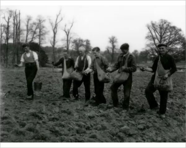 Potato Planting in Burton Park - March 1948