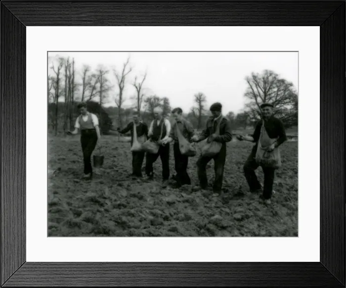Framed Print : Potato Planting in Burton Park - March 1948 Framed Print : Potato Planting in Burton Park - March 1948