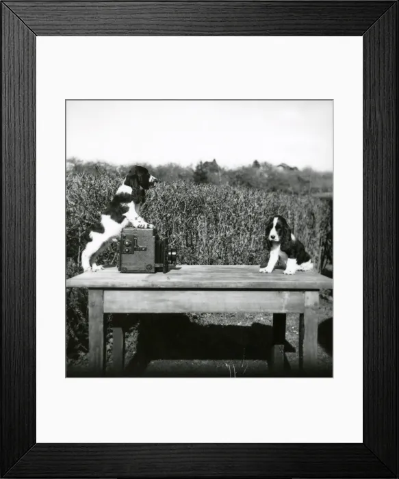 Framed Print : Oh come on Archie - Smile!'- 16 April 1948 Framed Print : Oh come on Archie - Smile!'- 16 April 1948