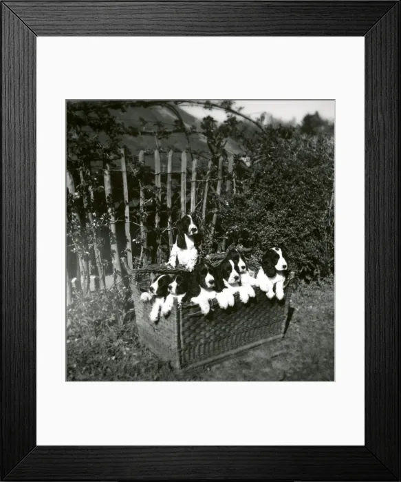 Framed Print : Are we going somewhere?'- 16 April 1948 Framed Print : Are we going somewhere?'- 16 April 1948