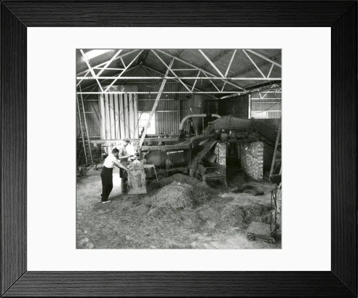 Framed Print : Grass Drying at Billingshurst - about March 1948 Framed Print : Grass Drying at Billingshurst - about March 1948