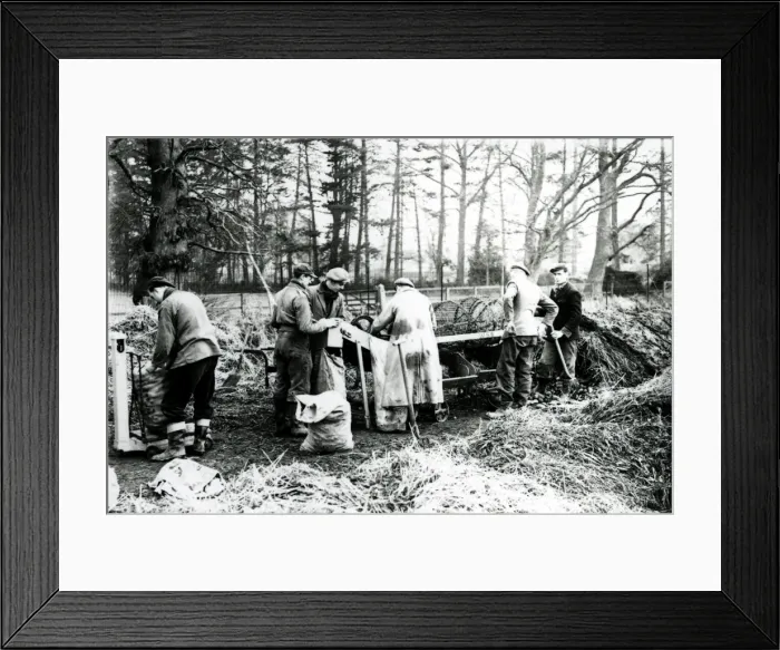 Framed Print : Potato Grading at Burton Park - January 1949 Framed Print : Potato Grading at Burton Park - January 1949