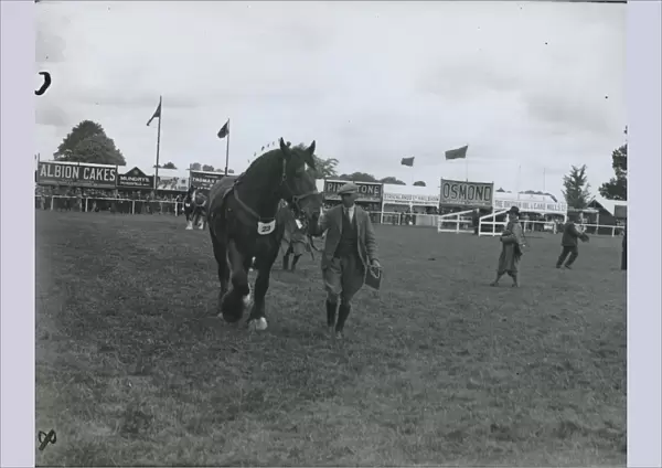 A horse at the Sussex County Show at Chichester june 1933