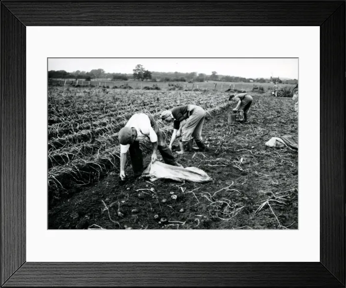 Framed Print : Harvesting the potato crop at Bridgelands Farm, Iping, near Midhurst Framed Print : Harvesting the potato crop at Bridgelands Farm, Iping, near Midhurst
