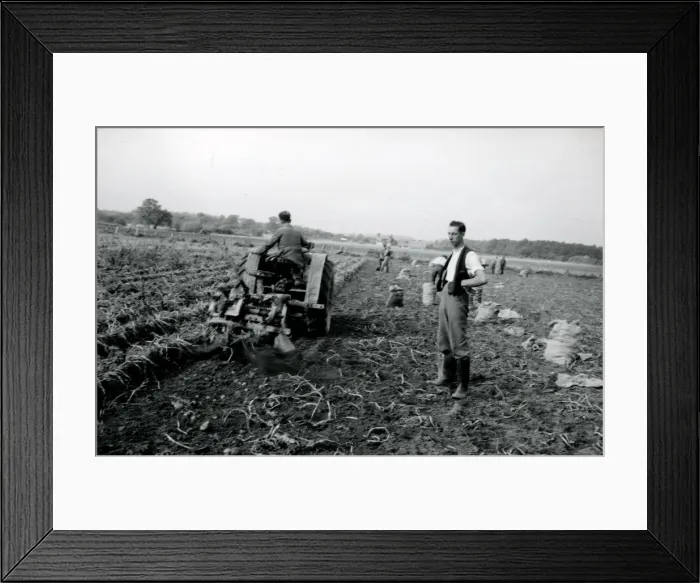Framed Print : Harvesting the potato crop at Bridgelands Farm, Iping, near Midhurst Framed Print : Harvesting the potato crop at Bridgelands Farm, Iping, near Midhurst