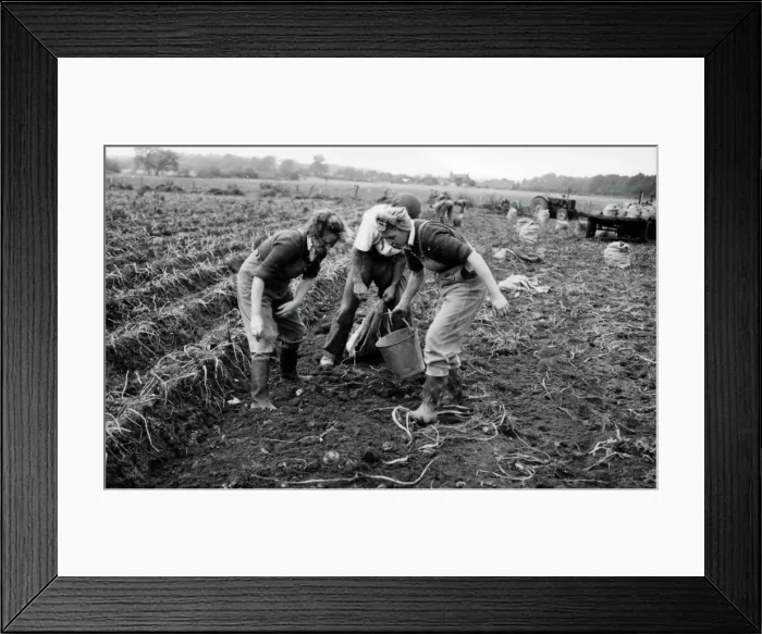 Framed Print : Harvesting the potato crop at Bridgelands Farm, Iping, near Midhurst Framed Print : Harvesting the potato crop at Bridgelands Farm, Iping, near Midhurst