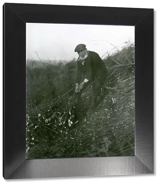 Jimmy Whittington, Little River Farm [cutting and bundling faggots], February 1934