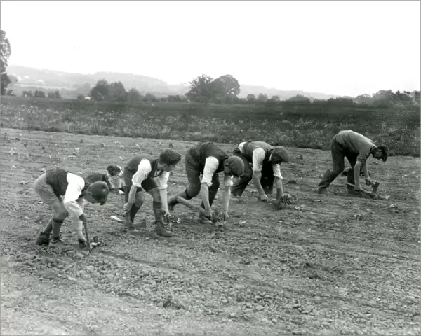 Cabbage planting on Dallyns Farm, June 1935