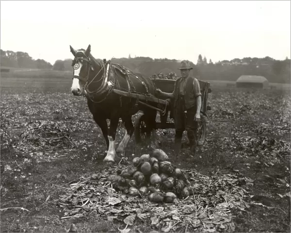 Mangold pulling at Cowdray, October 1939