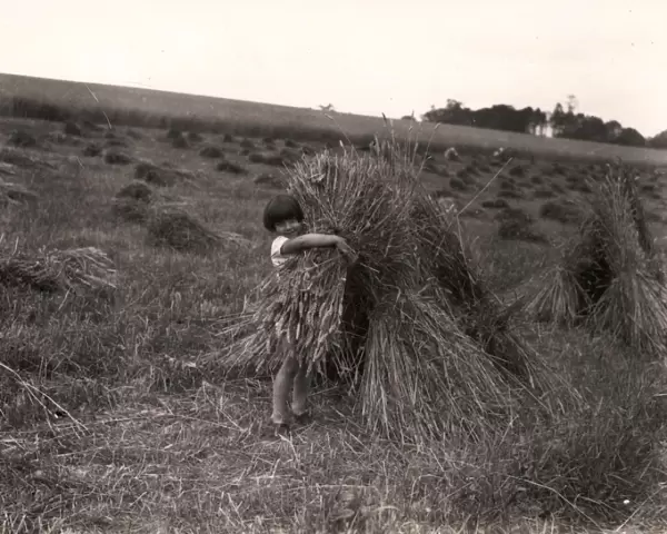 Harvesting, 1929