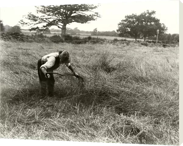 Harvesting beaten-down corn, 1931