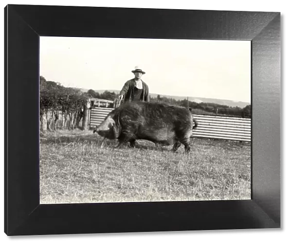 Farmer with pig, Cocking Causeway, July 1933